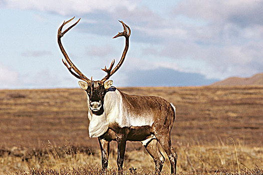 北美驯鹿,雄性动物,德纳利国家公园和自然保护区,室内,阿拉斯加,秋天