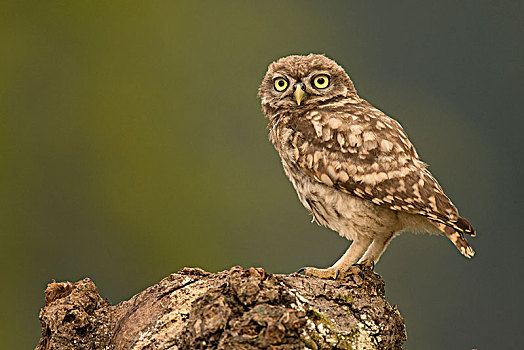 小鸮,小鴞,坐,树桩,看,莱茵兰普法尔茨州,德国,欧洲