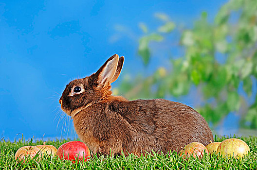 褐色,迷你兔,兔豚鼠属,苹果