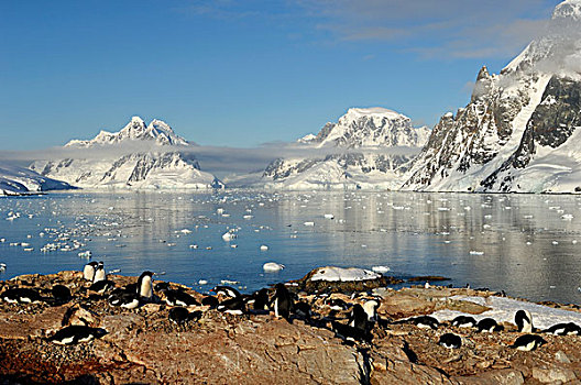 南极,南极半岛,阿德利企鹅,生物群,雷麦瑞海峡,背景