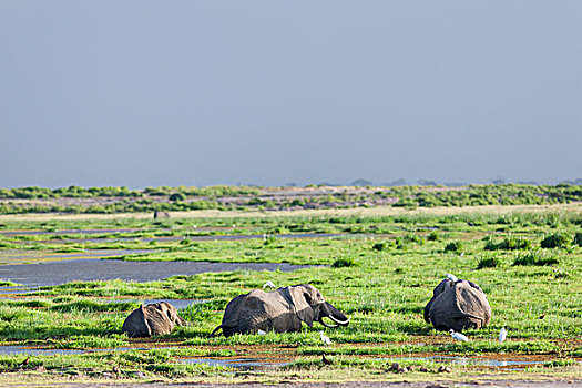 非洲,灌木,大象,非洲象,湿地,安伯塞利国家公园,肯尼亚