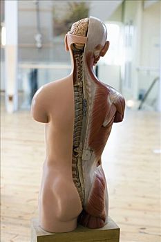 解剖模型,身体