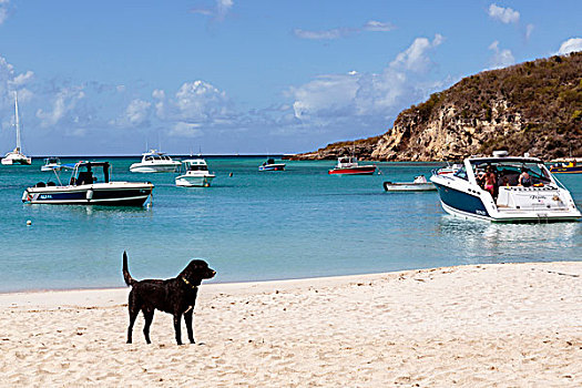 加勒比,安圭拉,狗,海滩