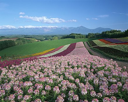 彩色,季节,山