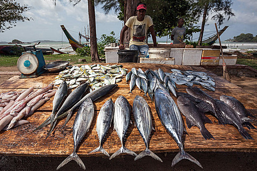 僧伽罗,男人,销售,鲜鱼,路边,南方,省,斯里兰卡,亚洲