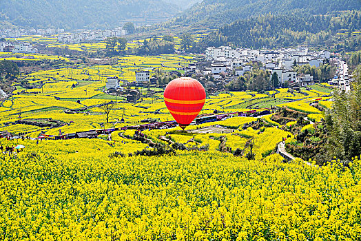 油菜花,花海,热气球,春天