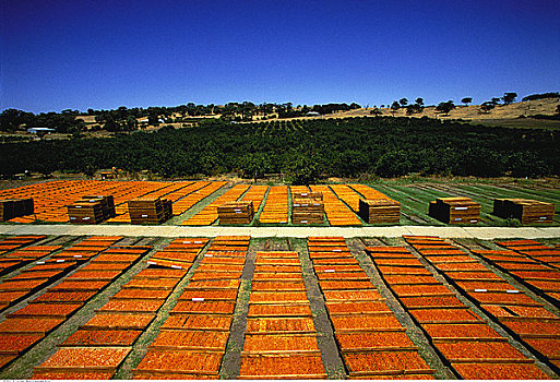 俯视,太阳,弄干,杏子,地点,巴罗萨峡谷,澳大利亚