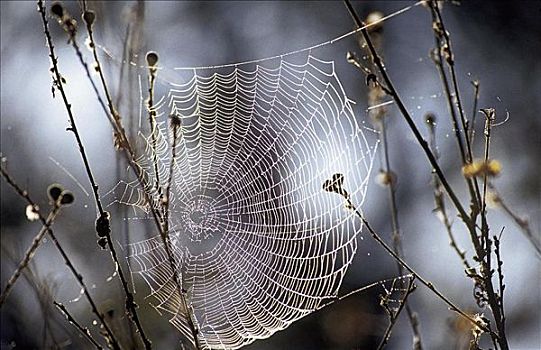 蜘蛛网,早晨,露珠