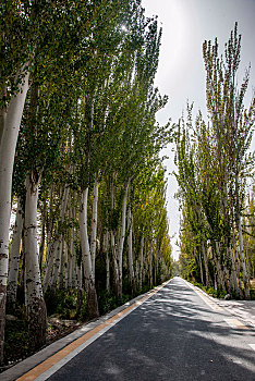 新疆泽普金胡杨国家森林园区公路