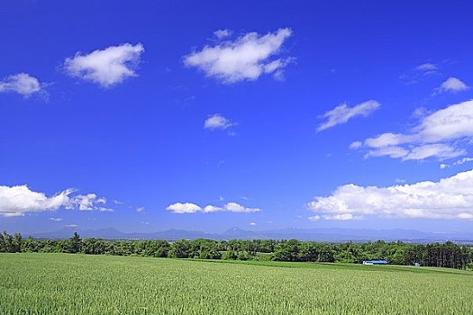 麦田,漂浮,云