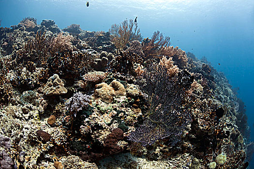 热带,珊瑚礁,巴厘岛