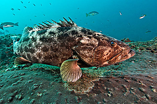 石斑鱼,石斑鱼属,阿曼,印度洋,水下