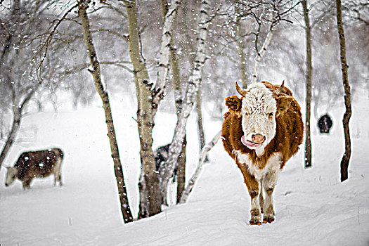 牛雪