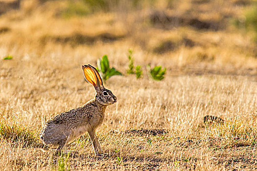 北美野兔,大湾国家公园,德克萨斯,美国