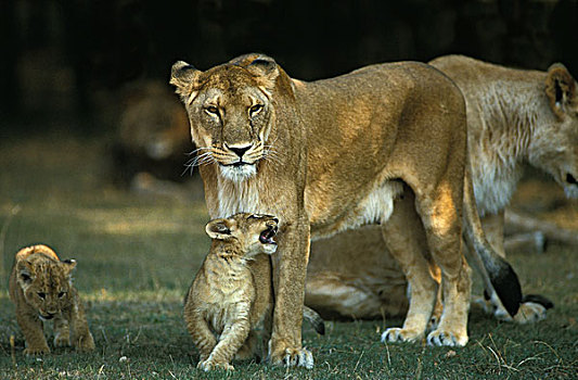 非洲,狮子,大型猫科动物,幼兽