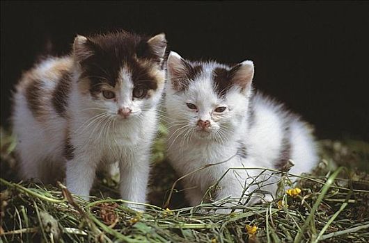 小猫,柔荑花,家猫,小动物,宠物