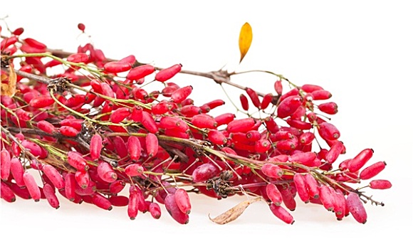 红色,小檗属,枝条,成熟,水果