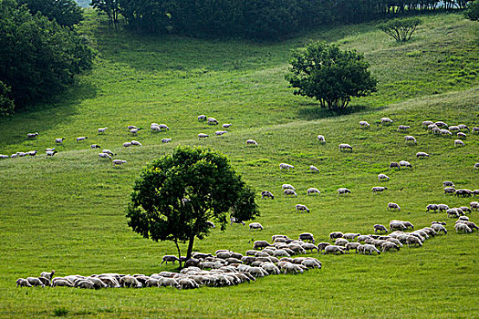 草原上放牧的羊群
