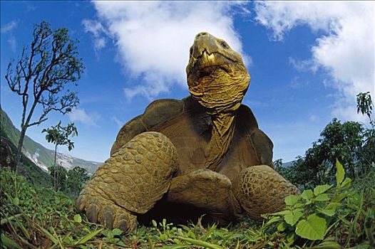 加拉帕戈斯巨龟,加拉帕戈斯象龟,阿尔斯多火山,伊莎贝拉岛,加拉帕戈斯群岛,厄瓜多尔