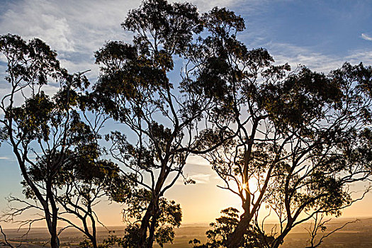 澳大利亚,巴罗莎谷,山,橡胶树,日落