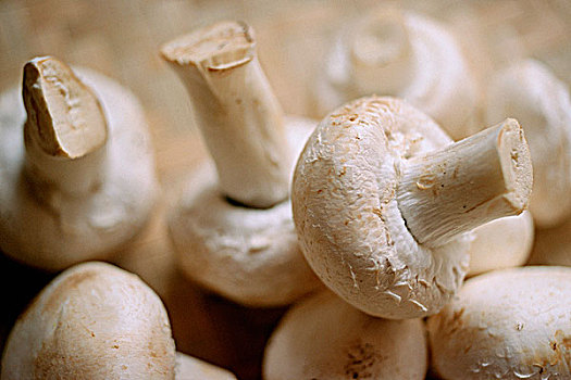 蘑菇,特写