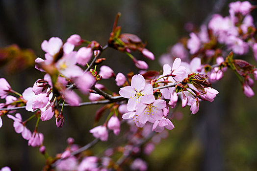 樱花