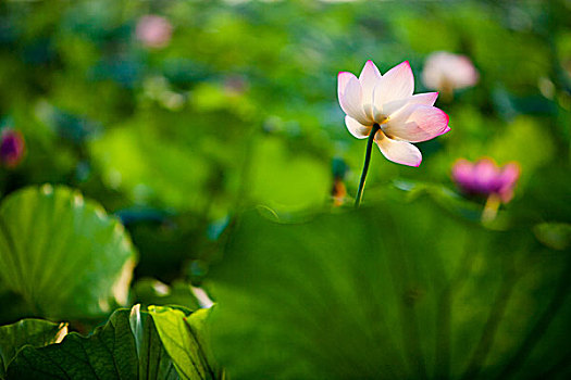 荷花,花卉,莲花