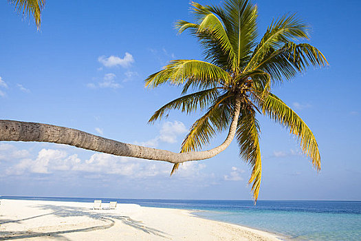 椰树,南马累环礁,马尔代夫