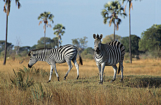 两个,斑马,土地,万基国家公园,津巴布韦