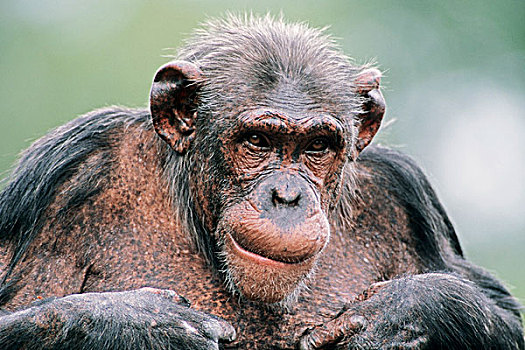 黑猩猩,雌性,非洲,俘获,德国,欧洲