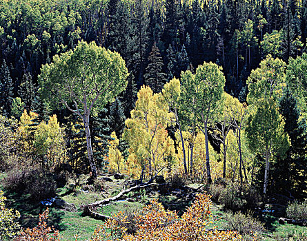 科罗拉多,圣胡安山,安肯帕格里国家森林,开端,秋色,白杨,山杨,树林,大幅,尺寸