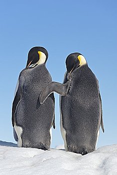 两个,成年,企鹅,雪丘岛,南极半岛,南极