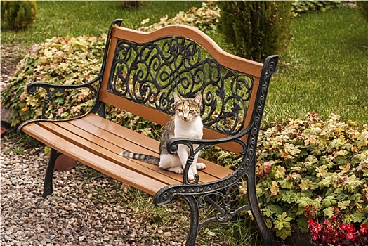 猫,园凳