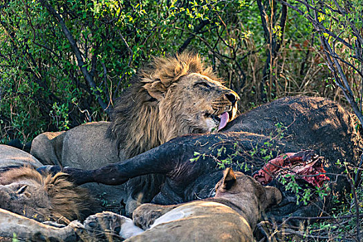 博茨瓦纳,乔贝国家公园,萨维提,自豪,狮子,吃,南非水牛