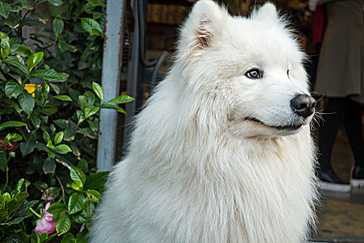 一只白色宠物狗侧面特写