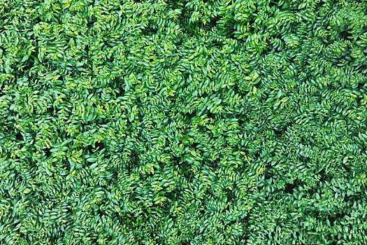 绿色植物叶子纹理背景