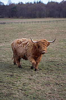 高原牛,场地,地点,苏格兰