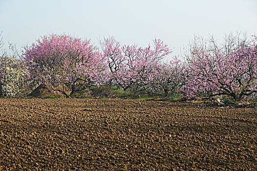 田地里桃树