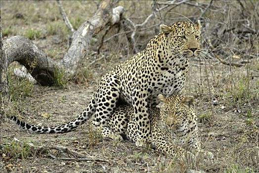 豹,伴侣,南非
