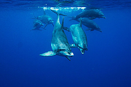 印度洋,宽吻海豚,宽吻海豚属,群,游泳,岛屿,日本