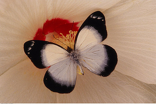 特写,蝴蝶,花