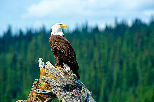 白头鹰,栖息,枯木,湿地,鲍伦湖,省立公园,大幅,尺寸