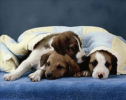 肖像,小狗,卧,一起,遮盖,毯子