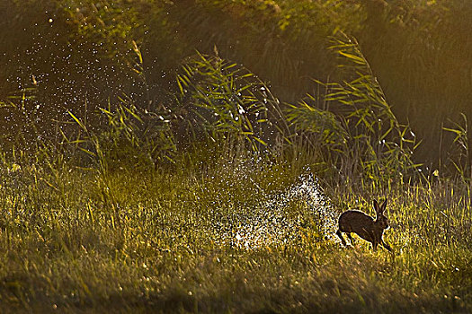 欧洲野兔,跳跃,湿地,荷兰