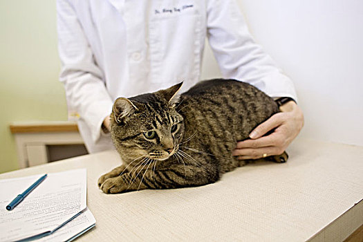 兽医,检查,猫,桌上