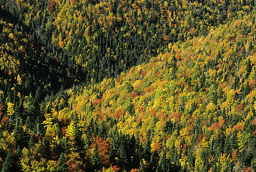 加拿大,魁北克,伽斯佩,靠近,秋色