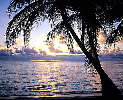 棕榈树,海洋,云,日落,瓜德罗普,法国,西印度群岛