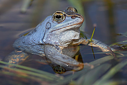 田野林蛙,雄性,蓝色,水,中间,生物保护区,萨克森安哈尔特,德国,欧洲