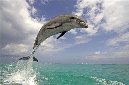 普通,宽吻海豚,成年,跳跃,室外,水,加勒比海,洪都拉斯,中美洲