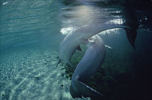 宽吻海豚,水下,夏威夷